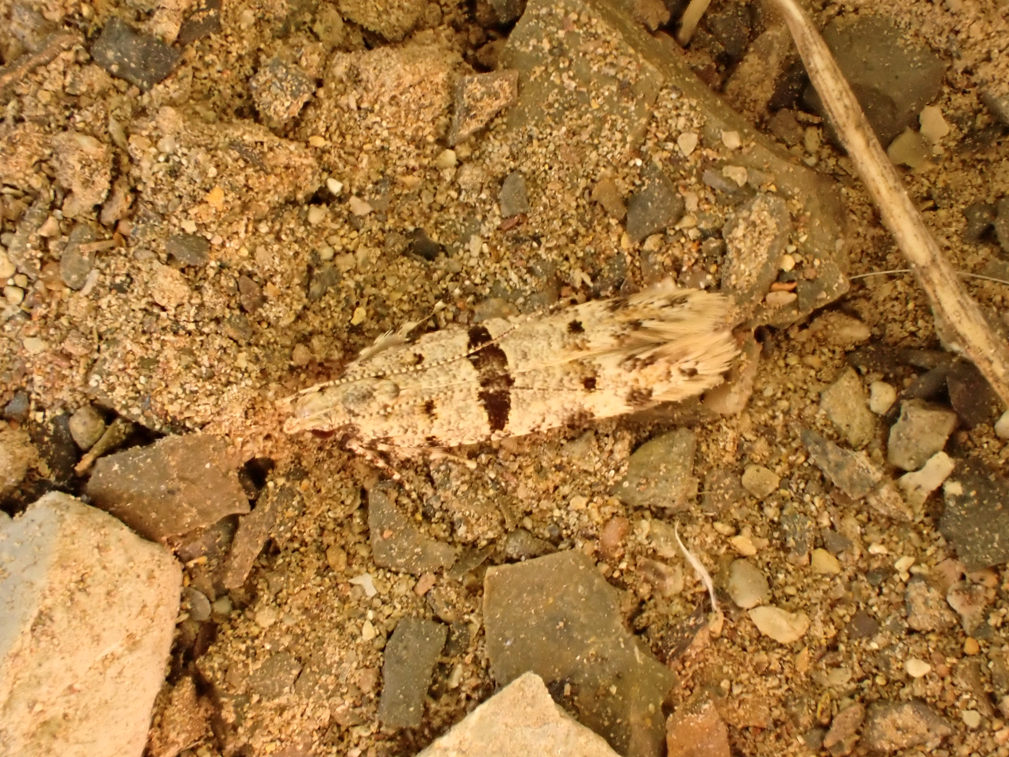 Deltophora fasciella
